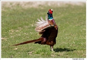 Pheasant-6
